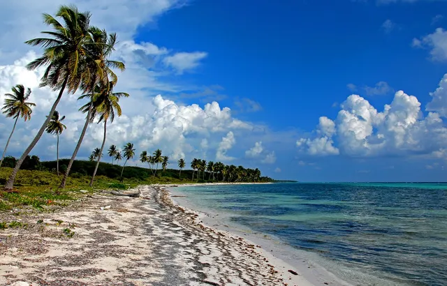 Palm-lined shoreline and turquoise water on Saona Island