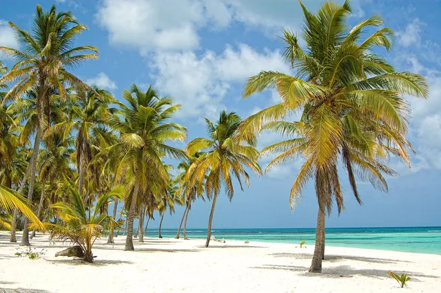 Tall palms lining a white-sand beach on Saona Island
